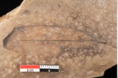 Foto (Detailansicht) von Quercus palaeoilex Ettingshausen (NHMW-GEO-2024-0188-0742)